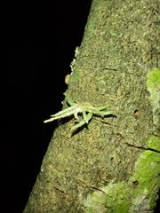 Tillandsia recurvata
