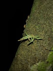 Tillandsia recurvata