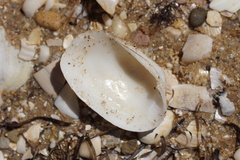 Venerupis galactites