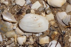 Venerupis galactites