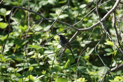 Phylidonyris novaehollandiae