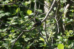 Phylidonyris novaehollandiae