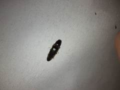 Conoderus semimarginatus