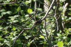 Phylidonyris novaehollandiae