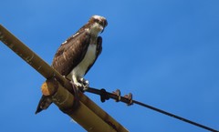 Pandion haliaetus