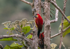 Crimson-Mantled Woodpecker photo 3
