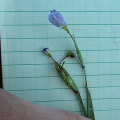 Sisyrinchium pruinosum