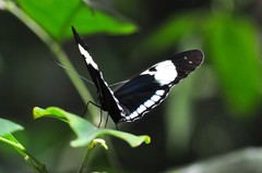 Heliconius cydno