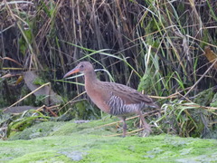 Rallus obsoletus levipes