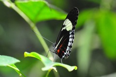 Heliconius cydno