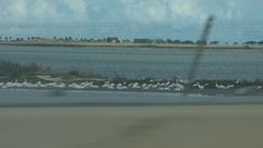 Pelecanus erythrorhynchos