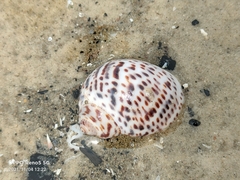 Paratectonatica tigrina