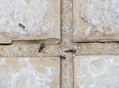 Pheidole punctatissima