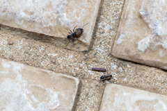 Pheidole punctatissima