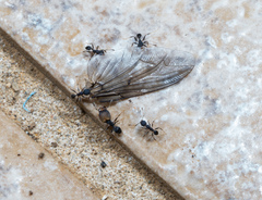 Pheidole punctatissima