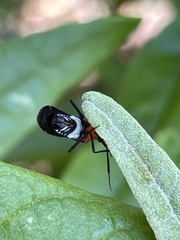 Trilaccus mimeticus