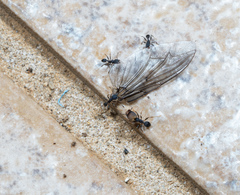 Pheidole punctatissima