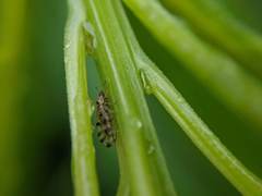Craspedolepta nebulosa
