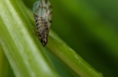 Craspedolepta nebulosa