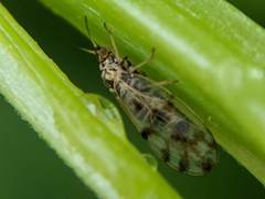 Craspedolepta nebulosa