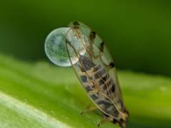 Craspedolepta nebulosa