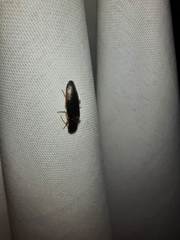 Conoderus semimarginatus