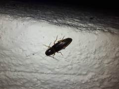 Conoderus semimarginatus