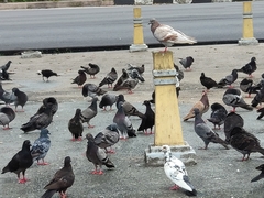 Columba livia domestica
