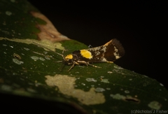 Epithymema helias
