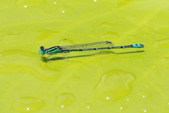 Austroagrion exclamationis