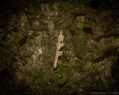 Limnaecia platychlora