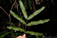 Atalaya multiflora