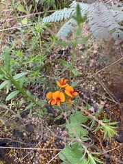 Pultenaea procumbens