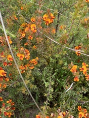 Pultenaea procumbens