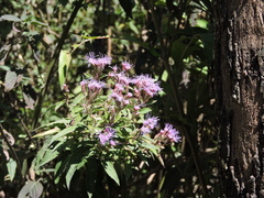 Chromolaena pulchella