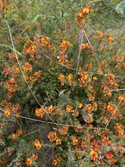 Pultenaea procumbens