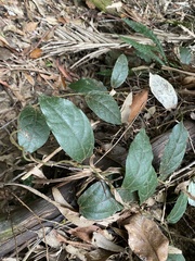 Aristolochia praevenosa