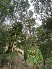 Davallia solida pyxidata