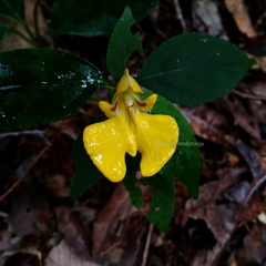 Impatiens rubricaulis