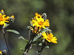 Aldama buddlejiformis