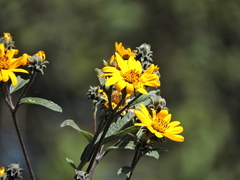 Aldama buddlejiformis