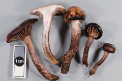 Gomphidius maculatus