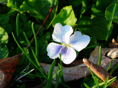 Viola macloskeyi