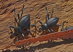 Coelocnemis dilaticollis