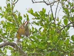 Campethera bennettii bennettii