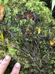 Thuidium cymbifolium
