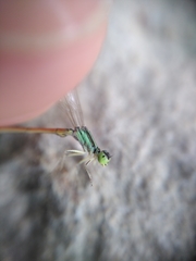 Ischnura aurora