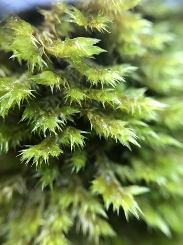 Acroporium fuscoflavum