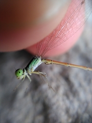 Ischnura aurora