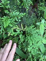 Selaginella arbuscula
